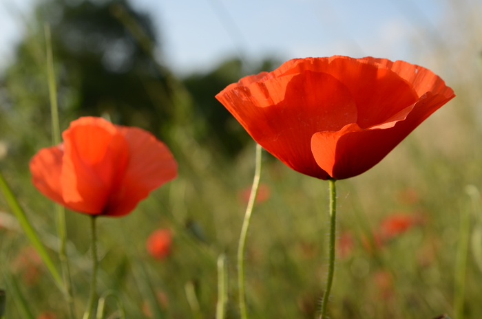 Poppies