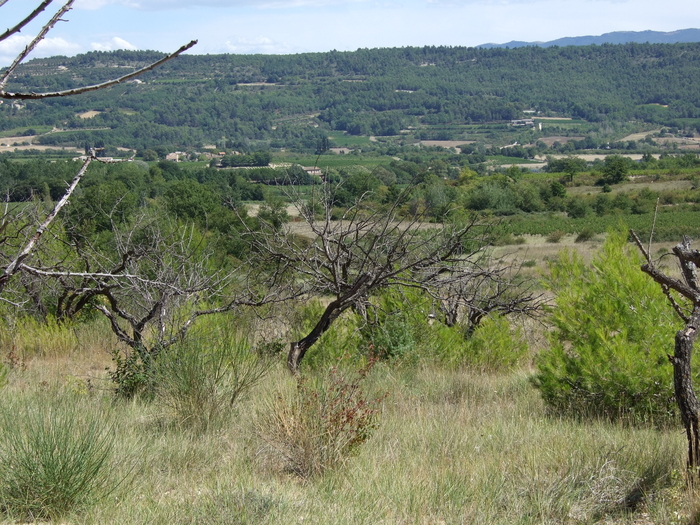 Landscape of the Luberon Region II
