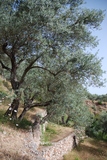 Olive grove close to Soller