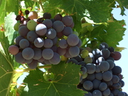 Vineyard (detail)