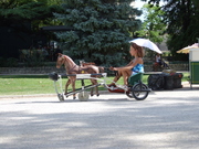 Mechanical Horses in Avignon