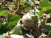 Melons (detail)